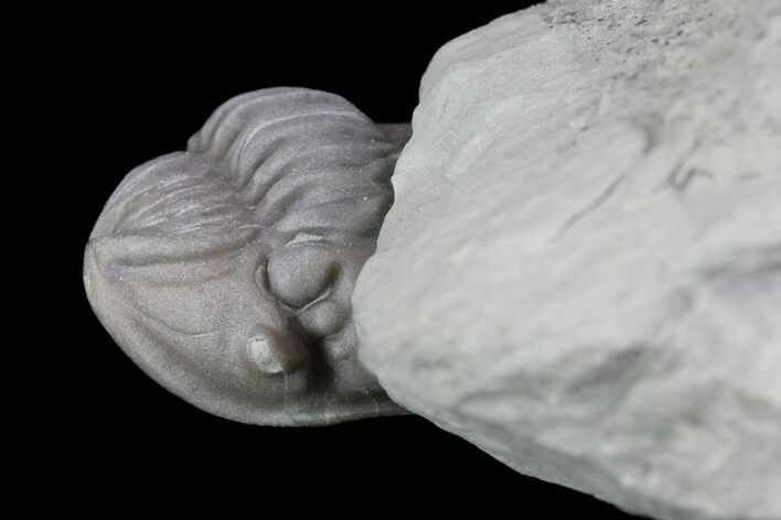 Wide, Enrolled Flexicalymene Trilobite - Ohio #76364